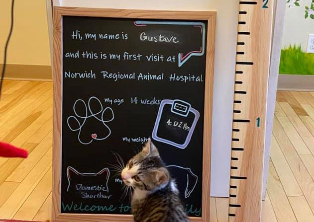 Carousel Slide 4: Cat Veterinary Care