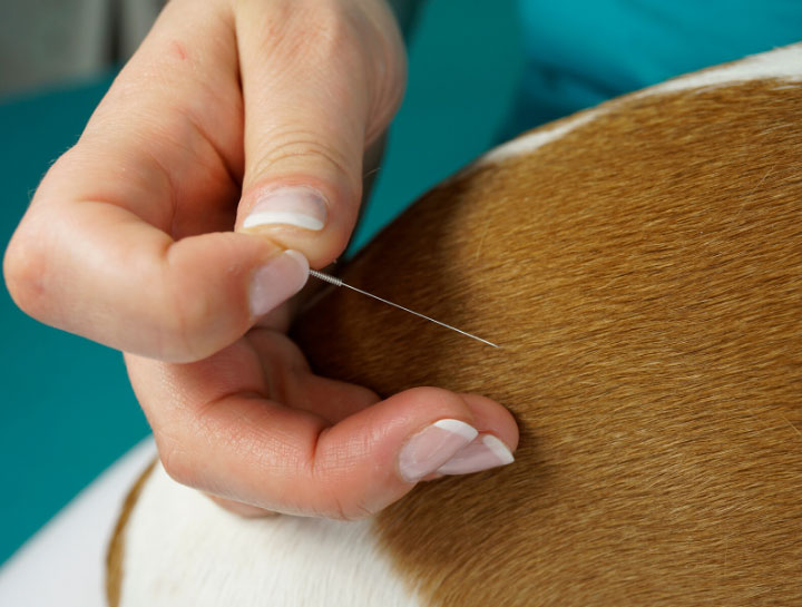 Acupuncture for Pets in White River Junction